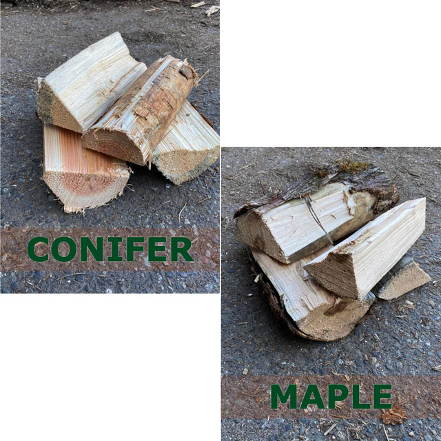 Conifer & Maple
